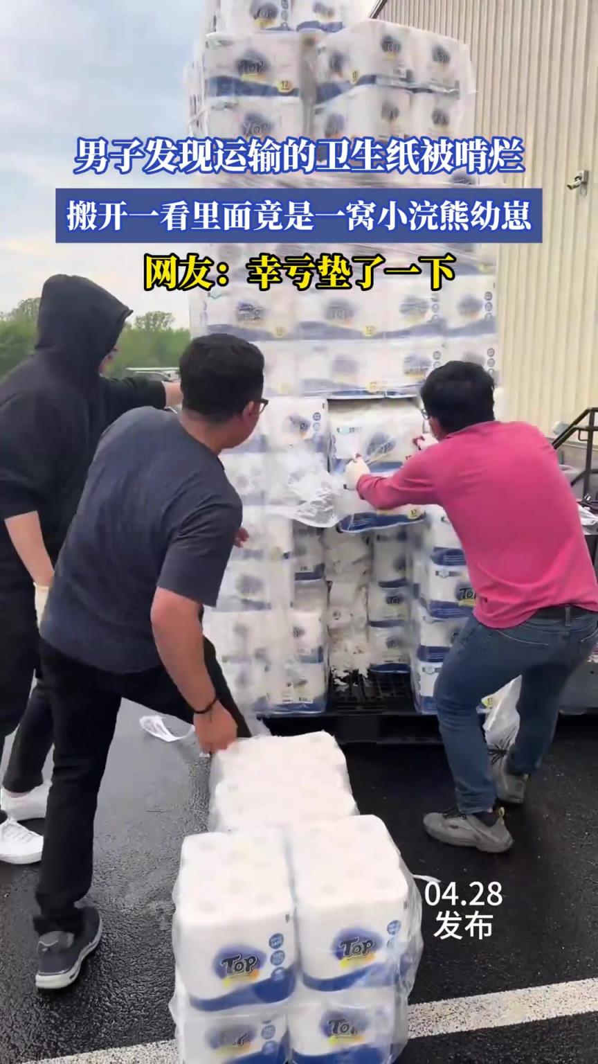 男子發(fā)現運輸的衛(wèi)生紙被啃爛，搬開一看里面竟是一窩小浣熊幼崽