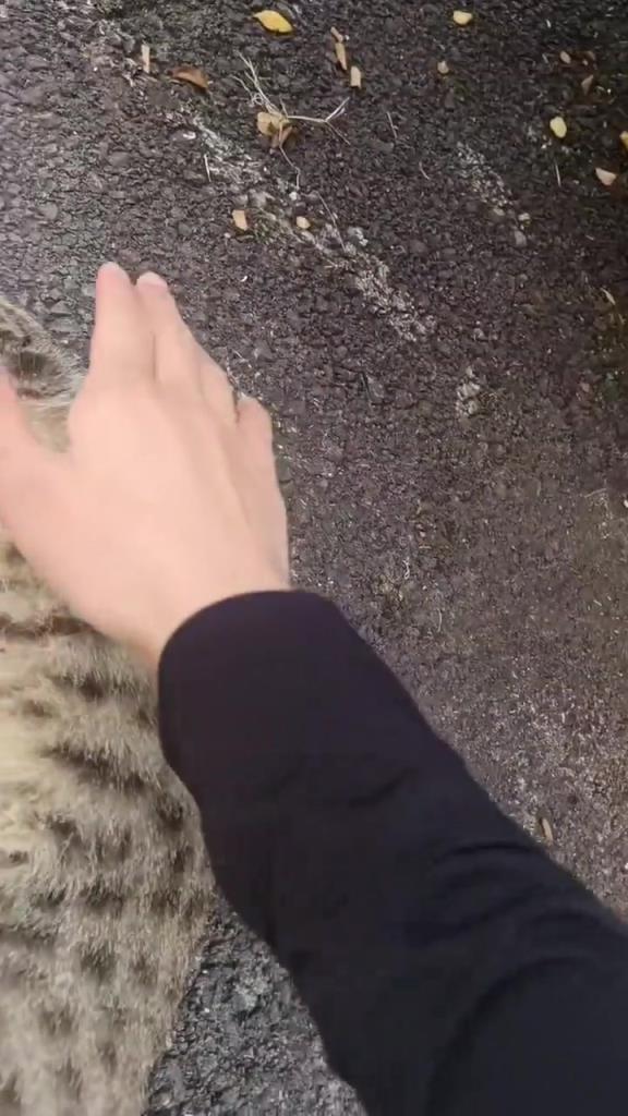 猫科动物在睡觉时是十分警觉的