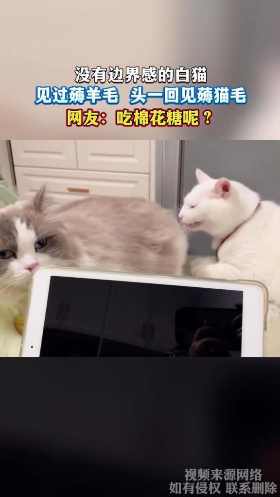 没有边界感的白猫 见过薅羊毛 头一回见薅猫毛