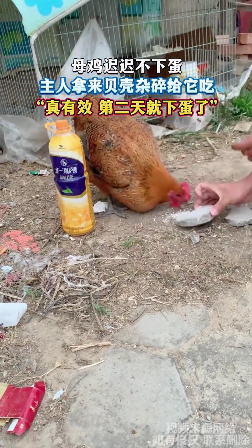 母鸡迟迟不下蛋，主人拿来贝壳杂碎给它吃