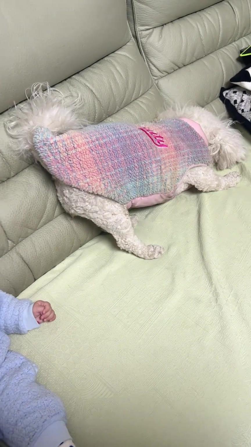 小孩哥：服了你这个狗子，兴奋个啥一屁股甩我脸上