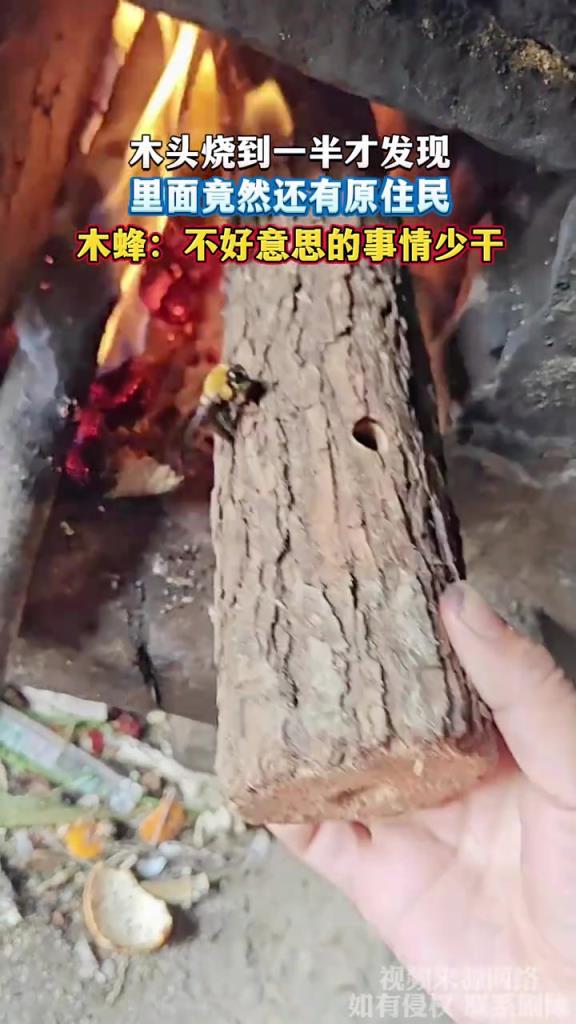 木头烧到一半才发现 里面竟然还有原住民