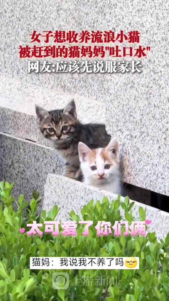 女子想收养流浪小猫被猫妈吐口水