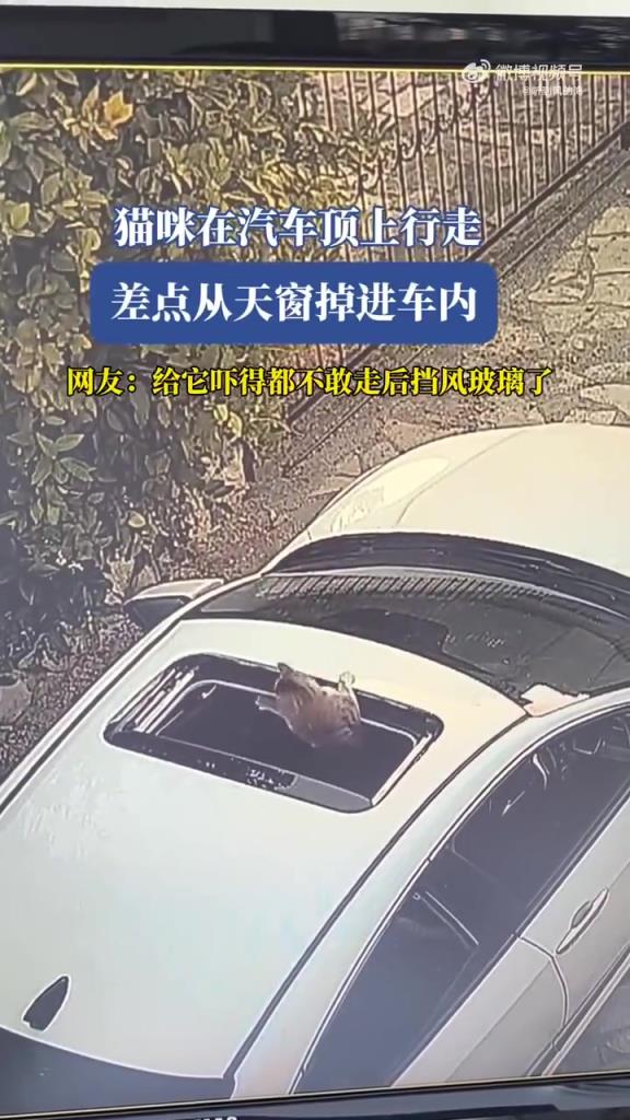 貓咪在汽車頂上行走，差點(diǎn)從天窗掉進(jìn)車內(nèi)！