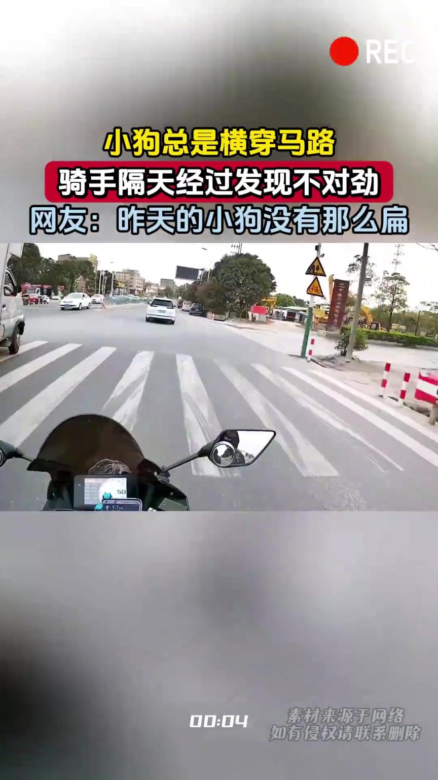 小狗总是横穿马路，骑手隔天经过发现不对劲