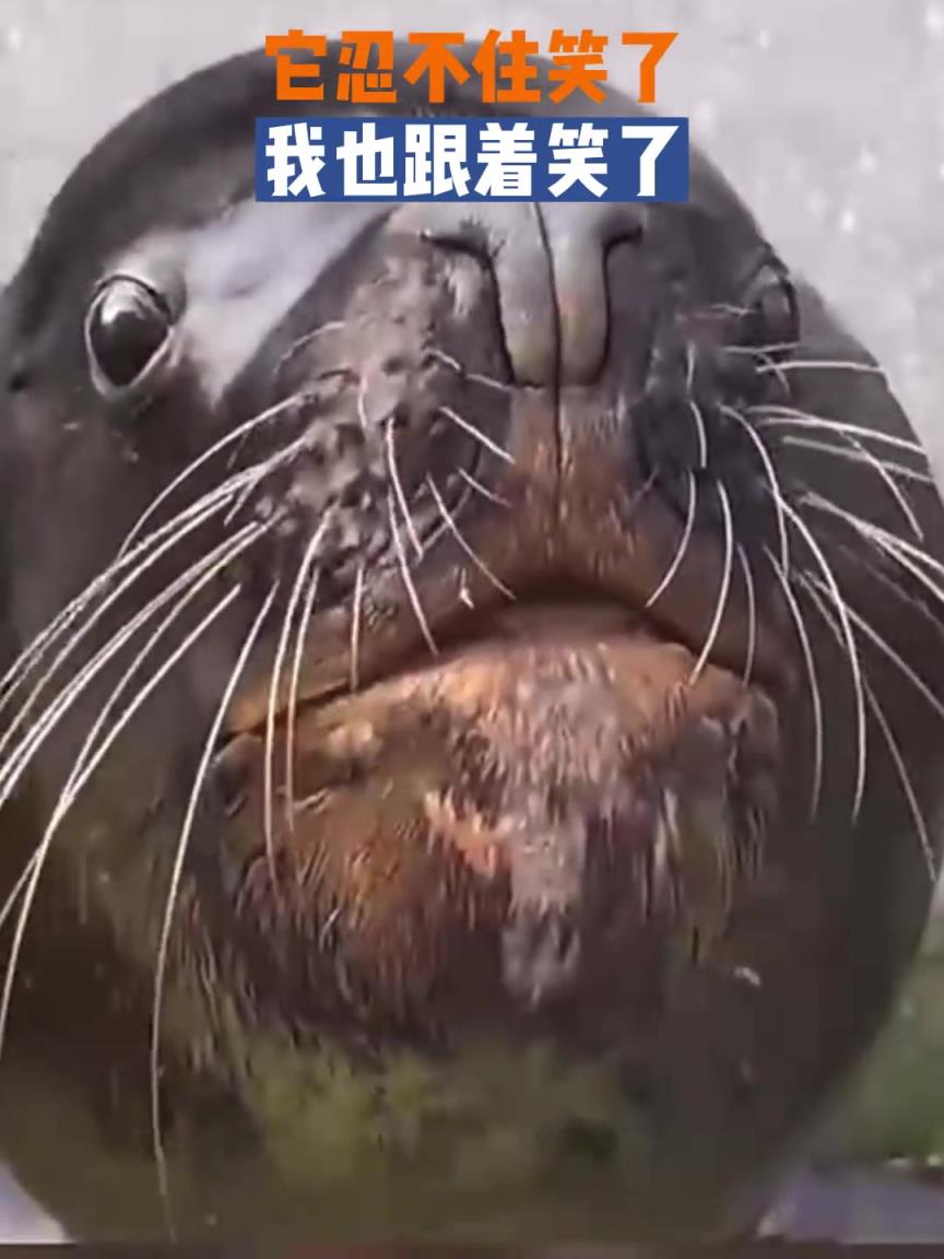 笑的太好看了