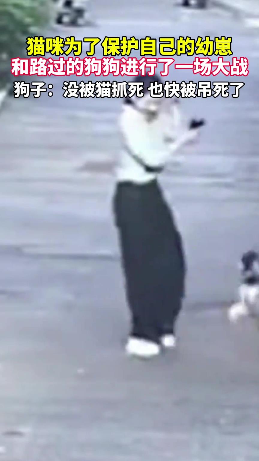 猫咪为了保护自己的幼崽 和路过的狗狗进行了一场大战