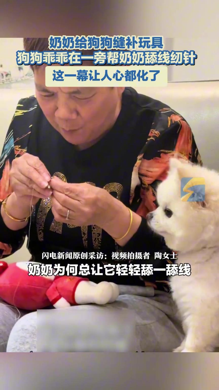 奶奶给狗狗缝补玩具，狗狗乖乖在一旁帮奶奶纫针