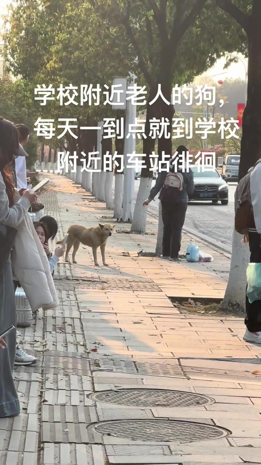 狗：大学生真好骗