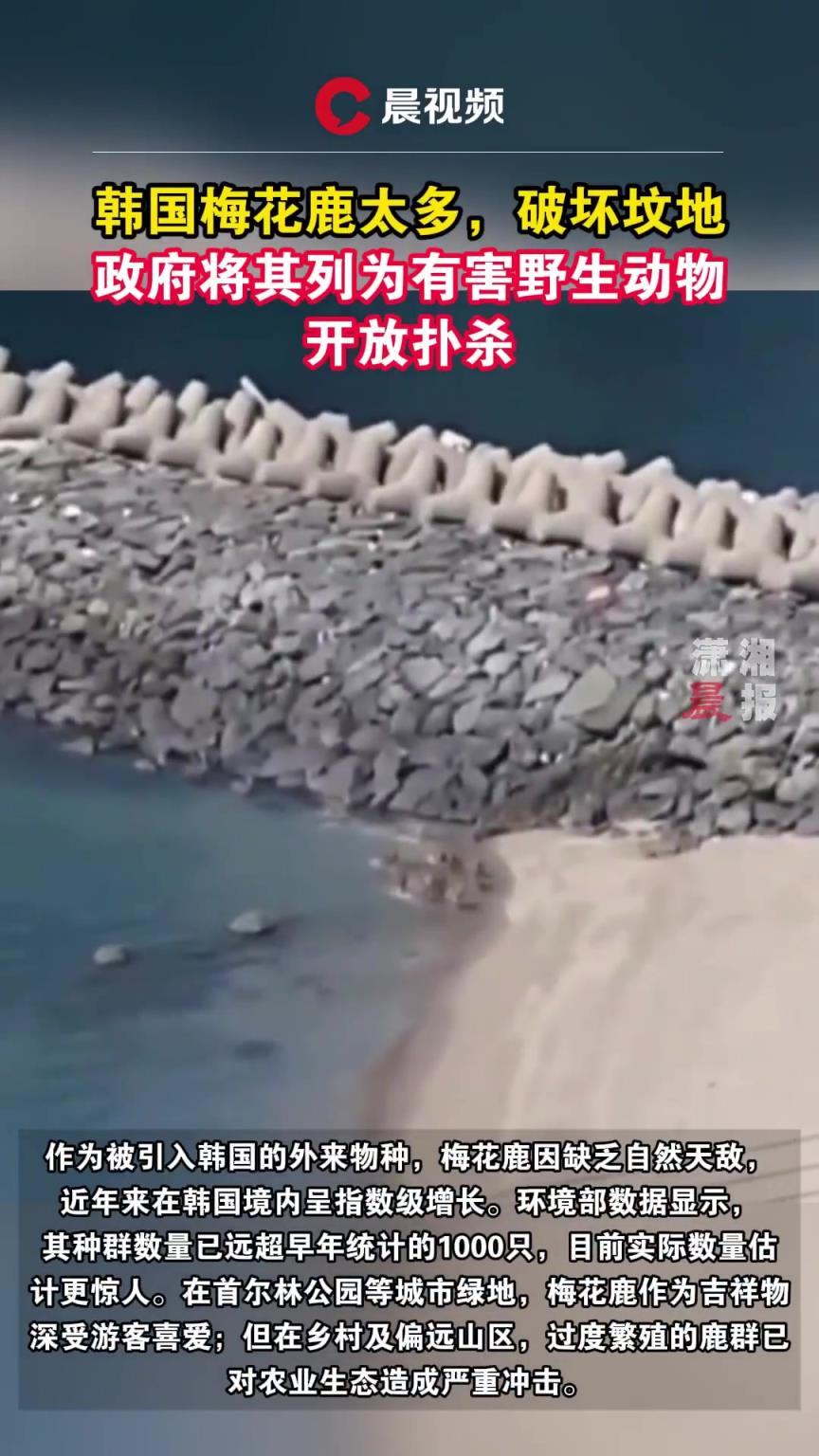 韓國將梅花鹿列為有害野生動物