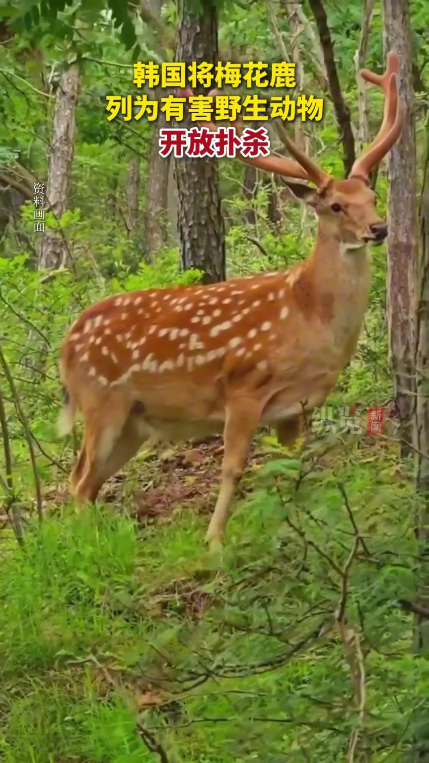 韓國環(huán)境部宣布將梅花鹿列為有害野生動物，開放撲殺。