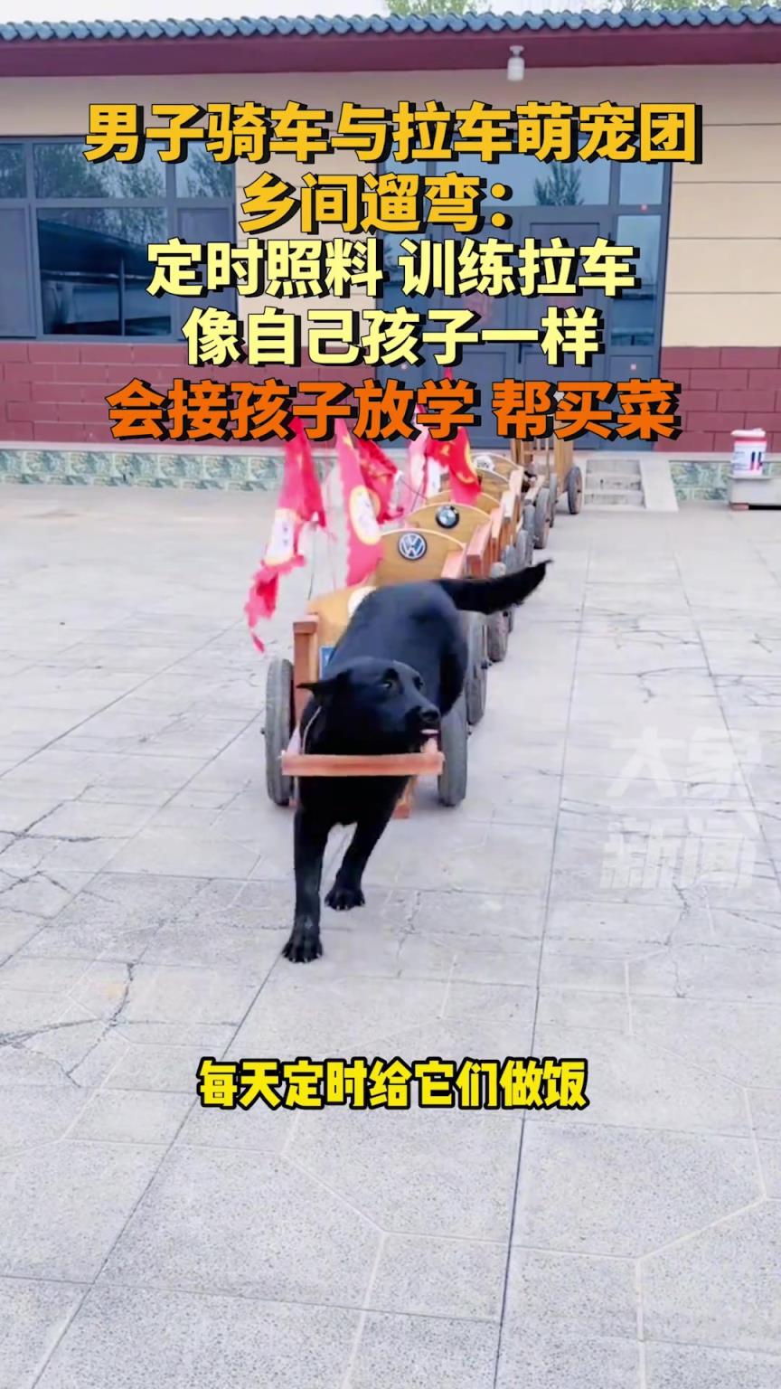 男子騎車與拉車萌寵團鄉(xiāng)間遛彎：會接孩子放學(xué)，幫買菜