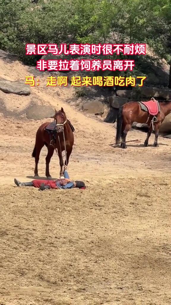 景區(qū)馬兒表演時(shí)很不耐煩 非要拉著飼養(yǎng)員離開(kāi)