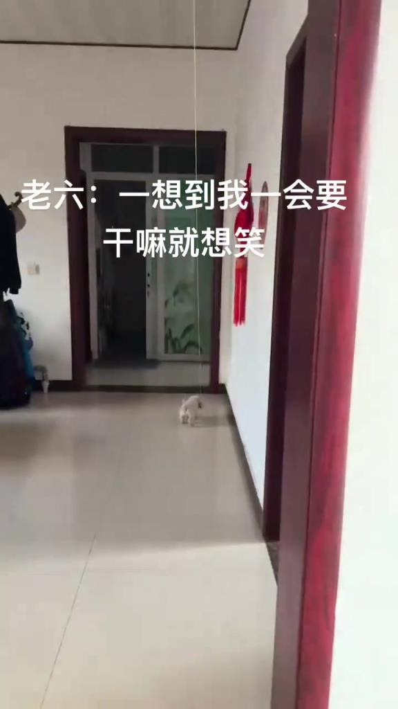 上一秒還在欣慰狗子長大了會玩玩具了，下一秒就被襲擊