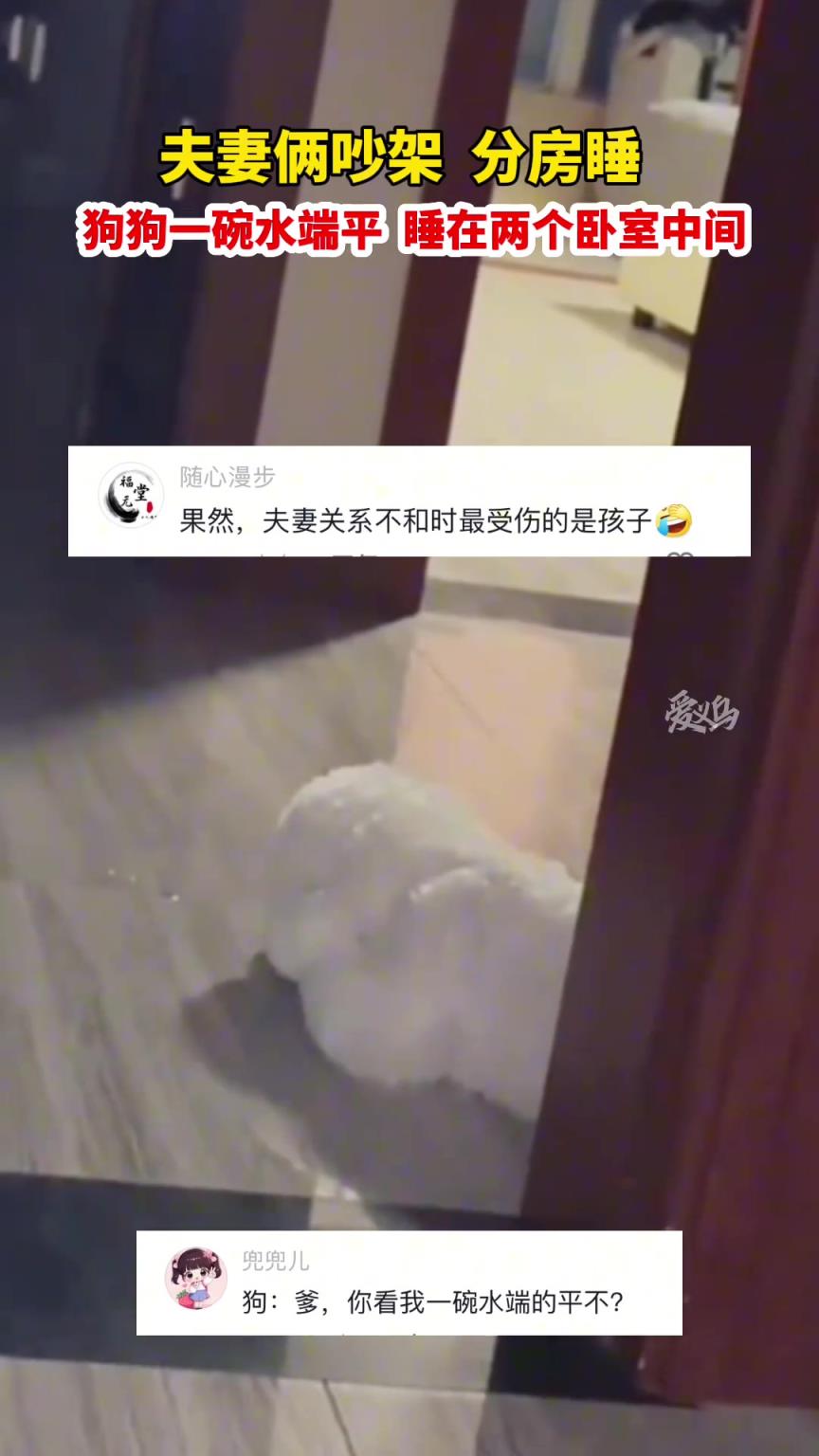 夫妻吵架分房睡，狗子一碗水端平睡兩臥室中間
