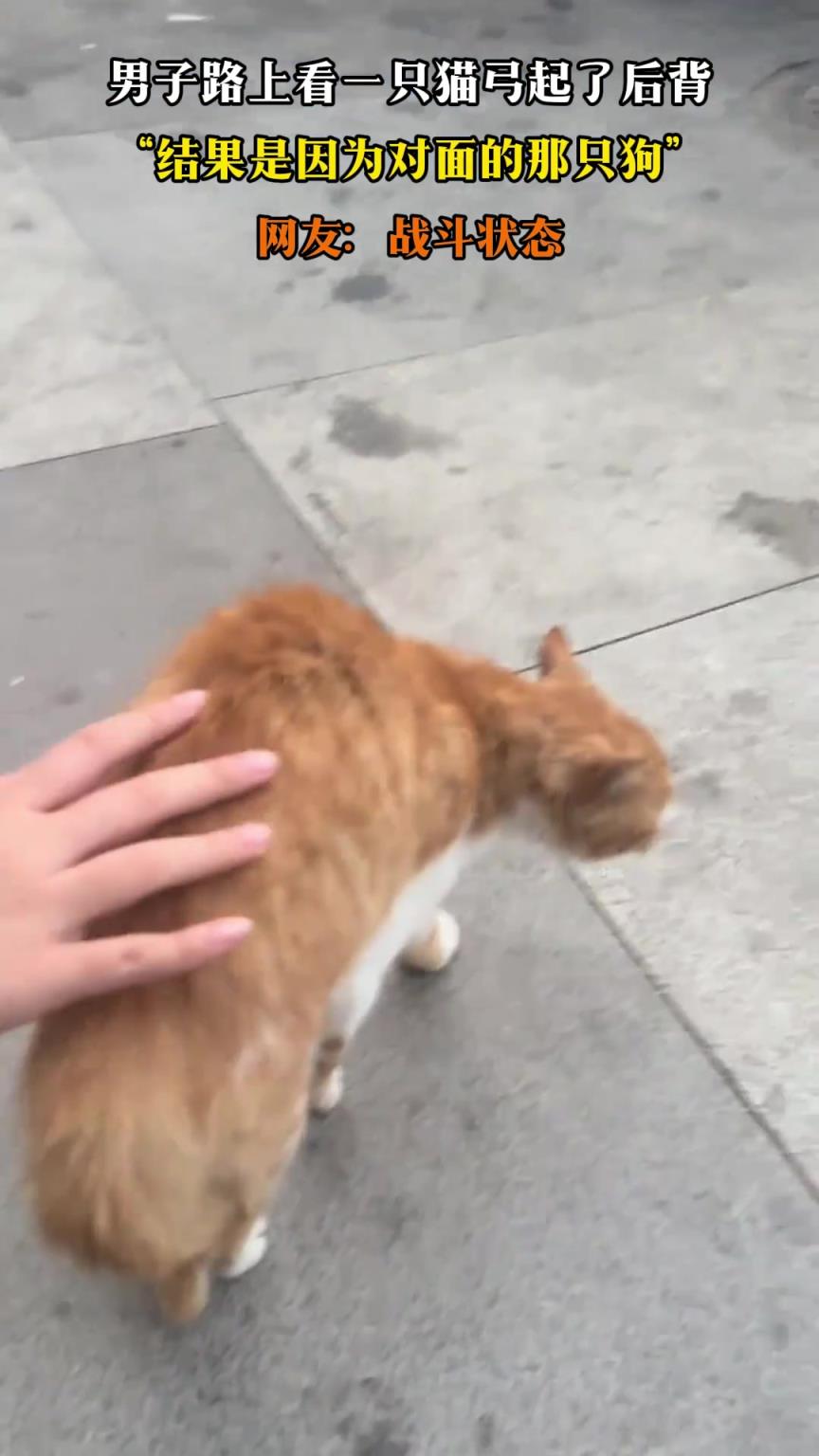 男子路上看一只猫弓起了后背，结果是因为对面的那只狗