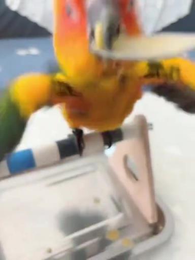鳥:沸沸沸沸燙燙燙