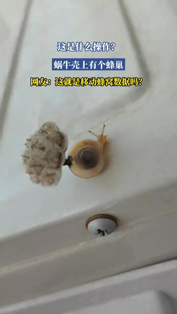 蜗牛壳现蜂巢引好奇，网友调侃 “移动蜂窝”