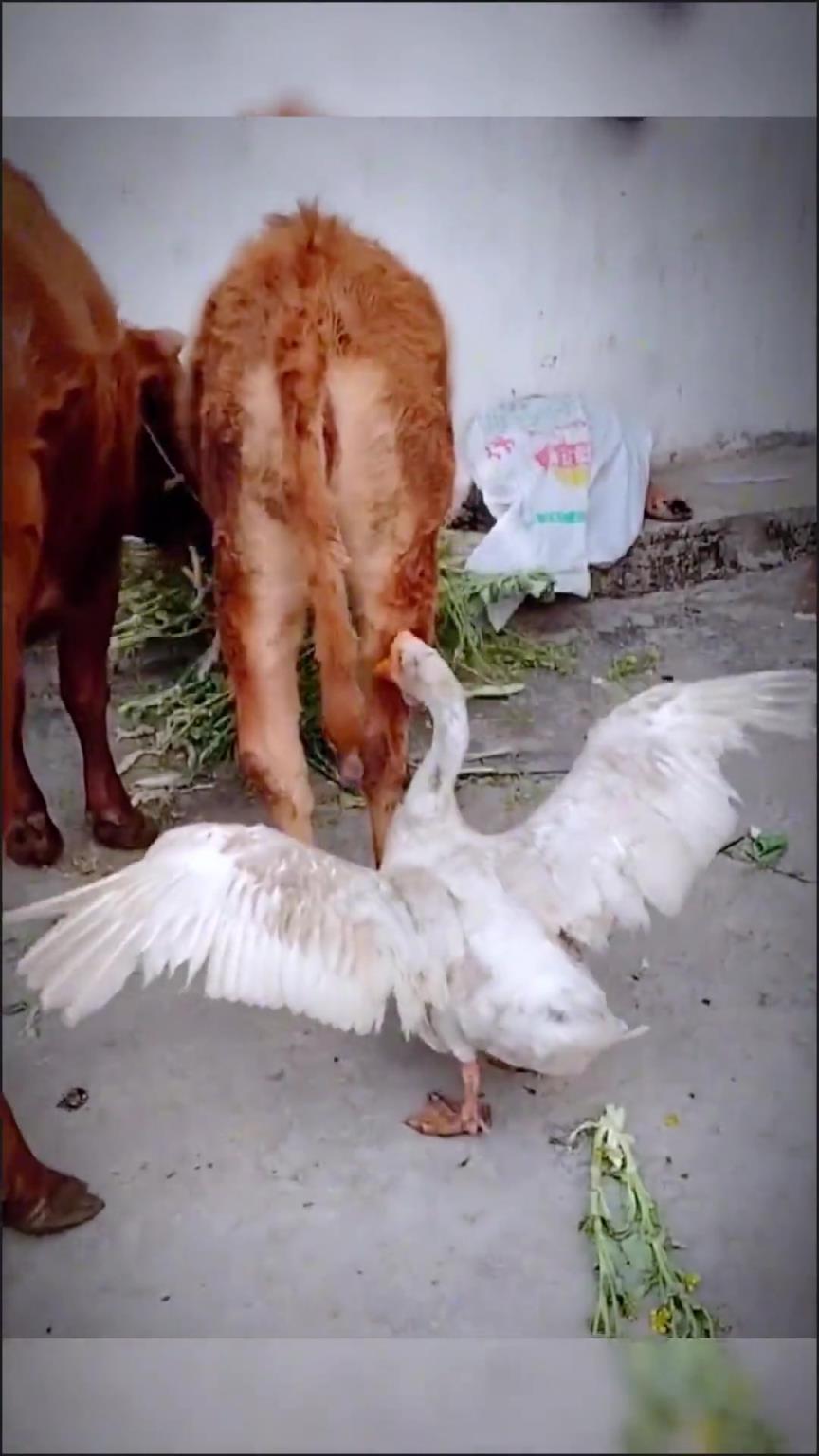 牛牛：这个该死的鹅，真讨厌