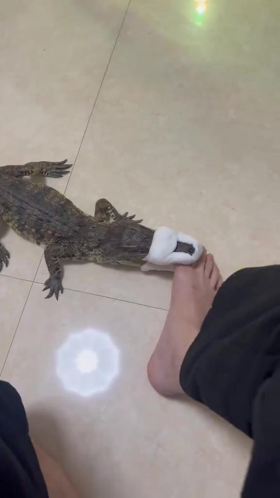 第一次见这样逗鳄鱼玩的，真怕脚被咬到...