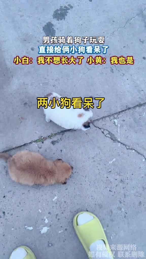 男孩骑着狗子玩耍 直接给俩小狗看呆了