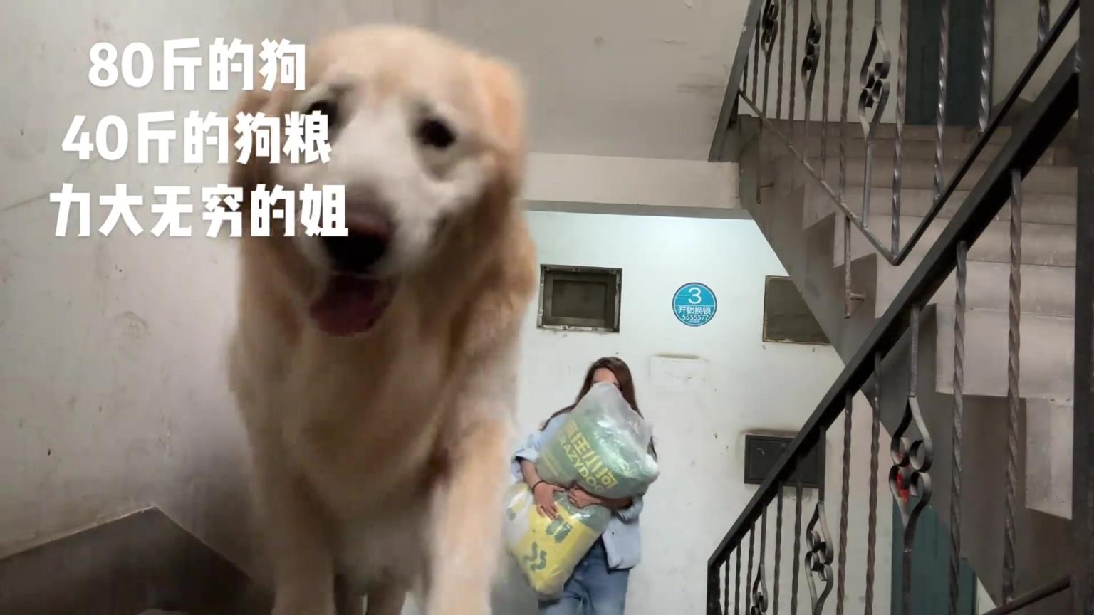 铲屎官为了喂狗也是拼了，四十斤的狗粮说抬就抬