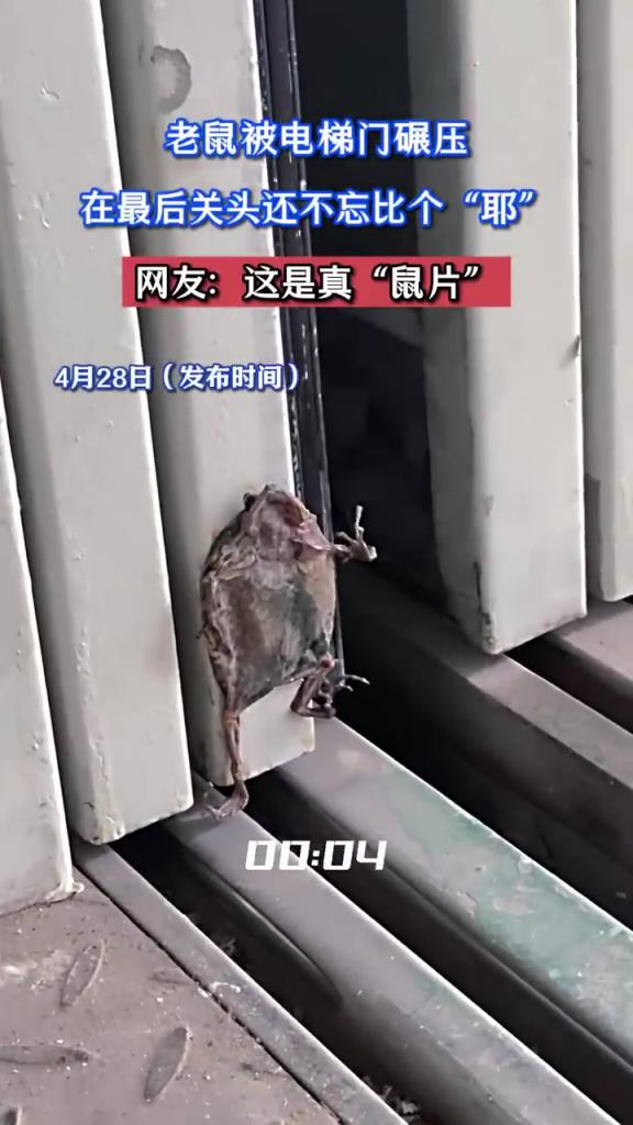 老鼠被电梯门碾压，在最后关头还不忘比个“耶”！