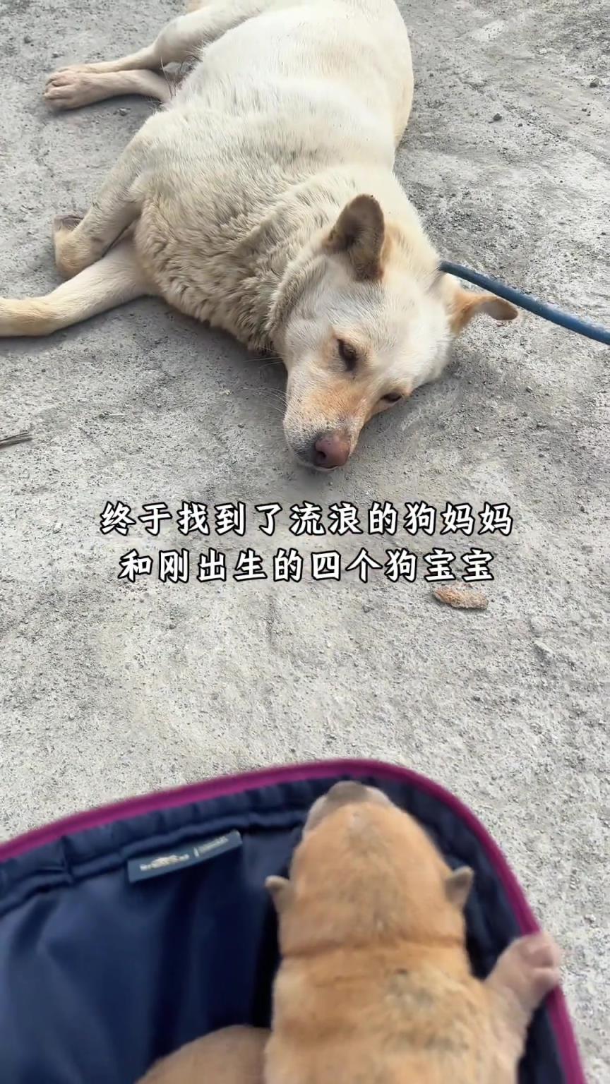 這狗子可以哦，你抓它仔它都不咬你！