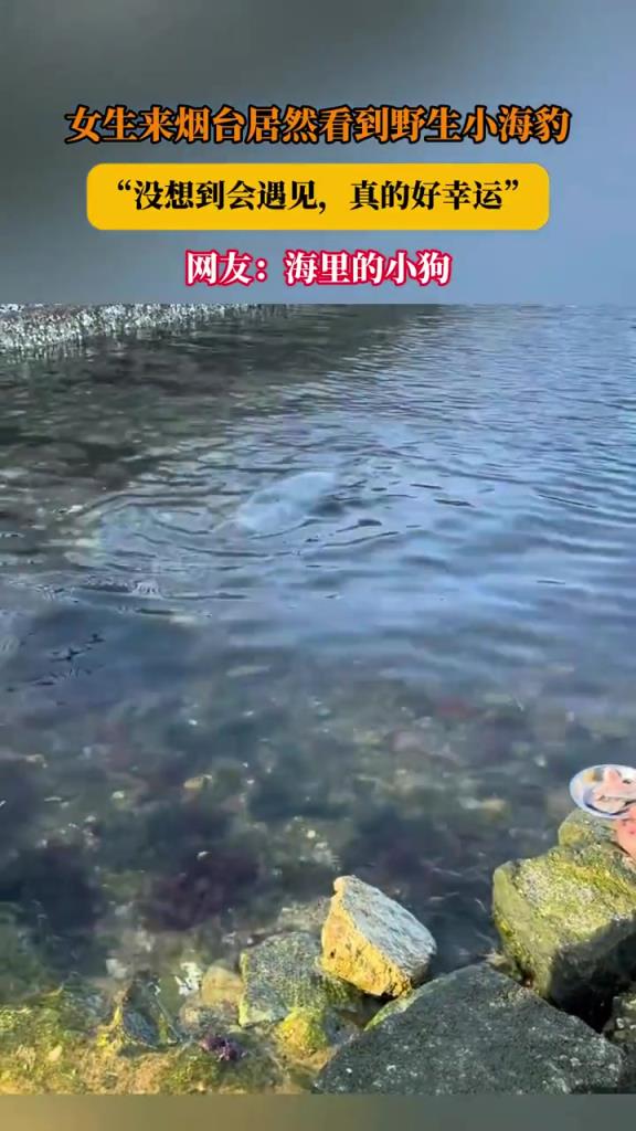 女生烟台偶遇野生小海豹，直呼幸运