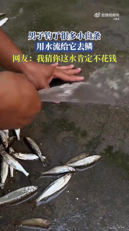 男子钓获众多小白条，借水流去鳞引网友调侃
