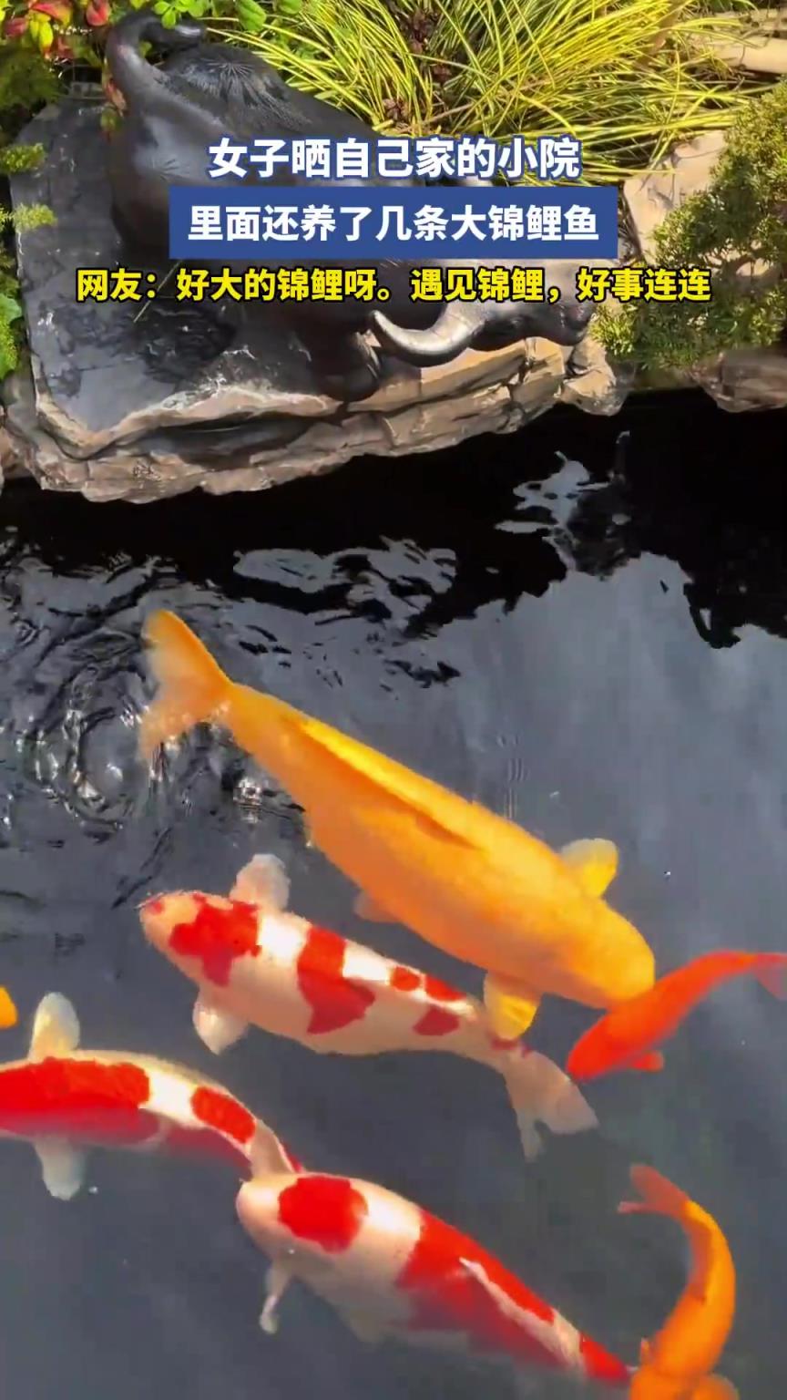 女子曬自己家的小院，里面還養(yǎng)了幾條大錦鯉魚