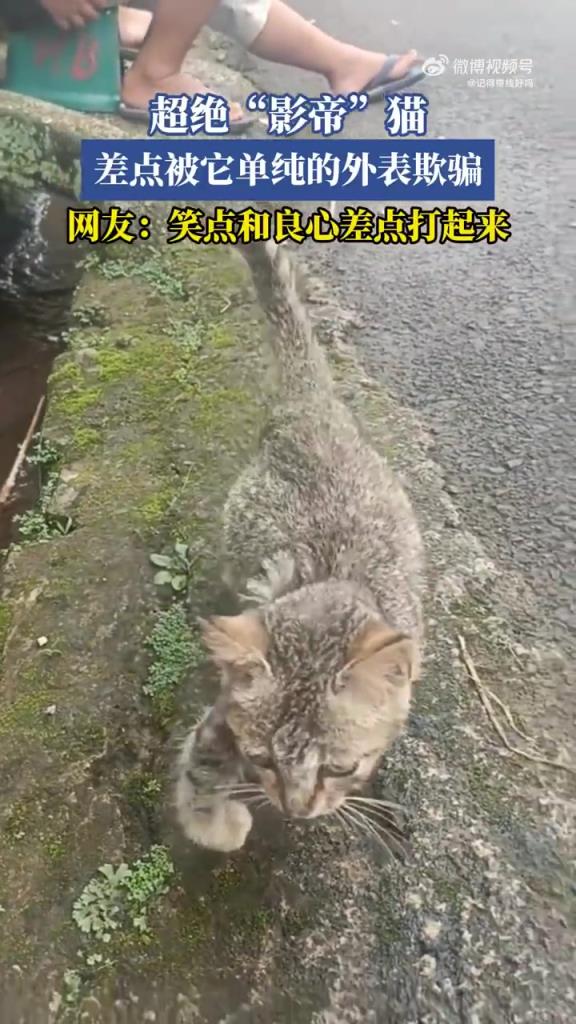 超絕“影帝”貓，差點被它單純的外表欺騙