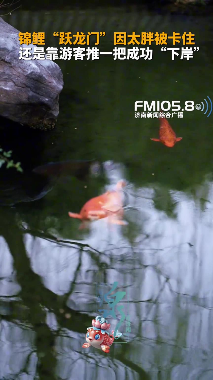 大明湖的胖锦鲤在“跃龙门”时被卡住