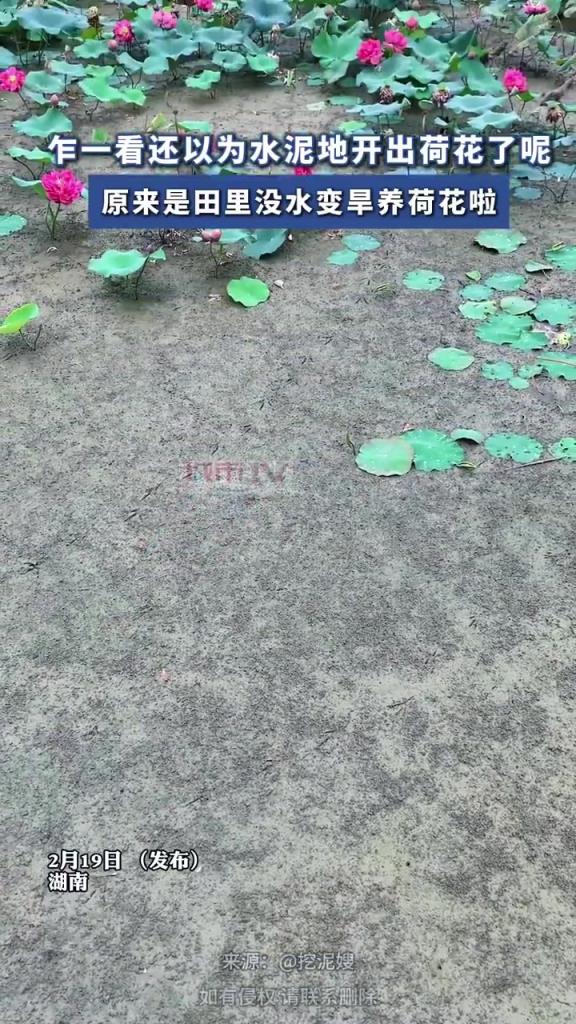 乍一看，還以為水泥地開(kāi)出荷花了呢