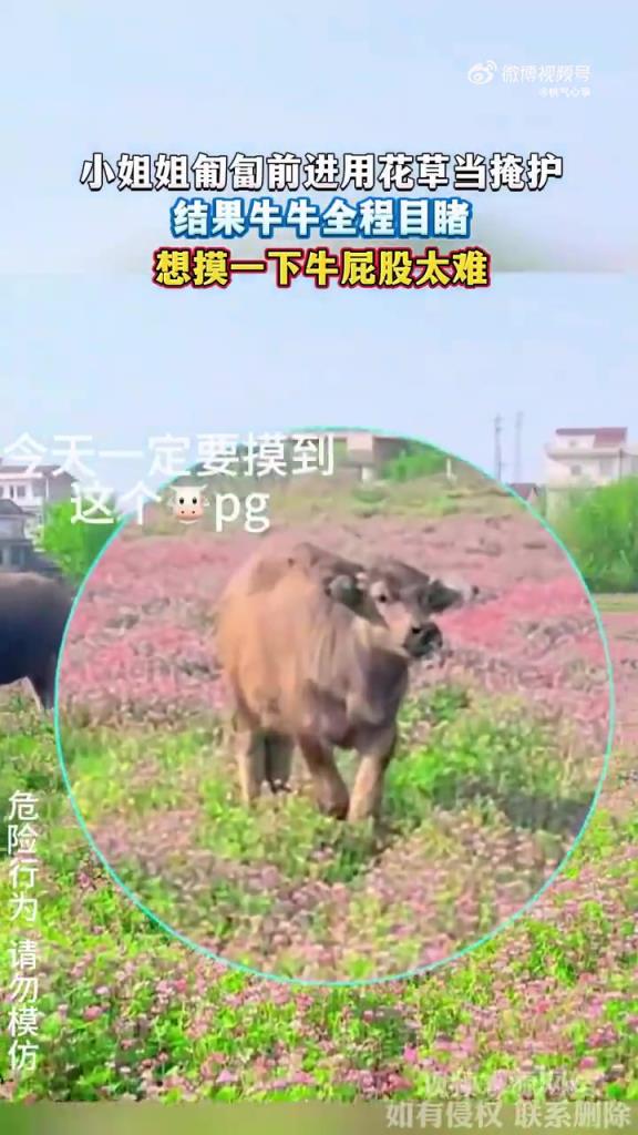 小姐姐匍匐前进用花草当掩护，结果牛牛全程目睹
