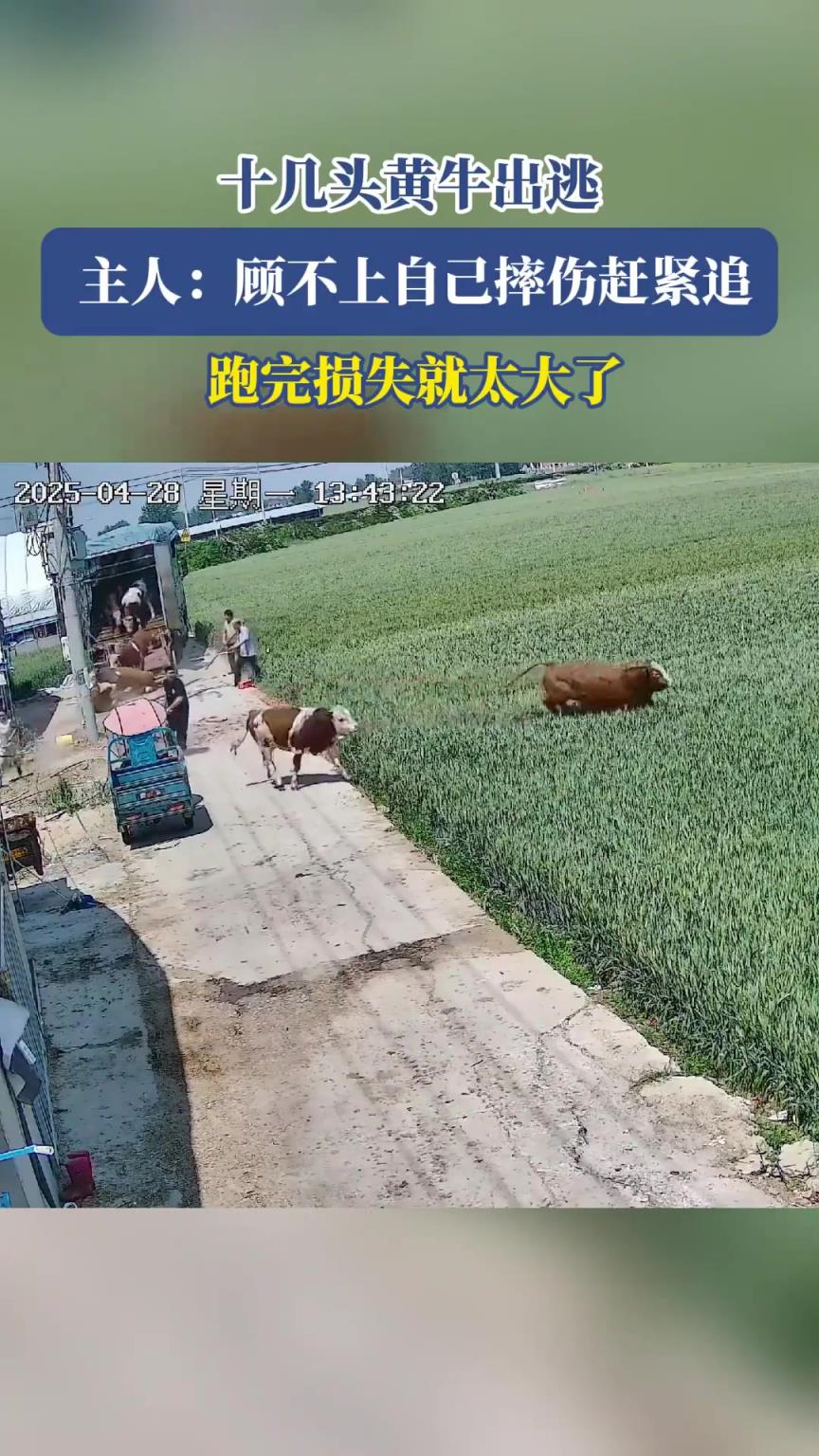 十几头黄牛出逃，主人：顾不上自己摔伤赶紧追，跑完损失就大了！