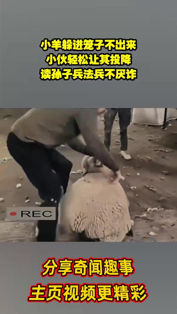 小羊躲进笼子不出来，小伙轻松让其投降