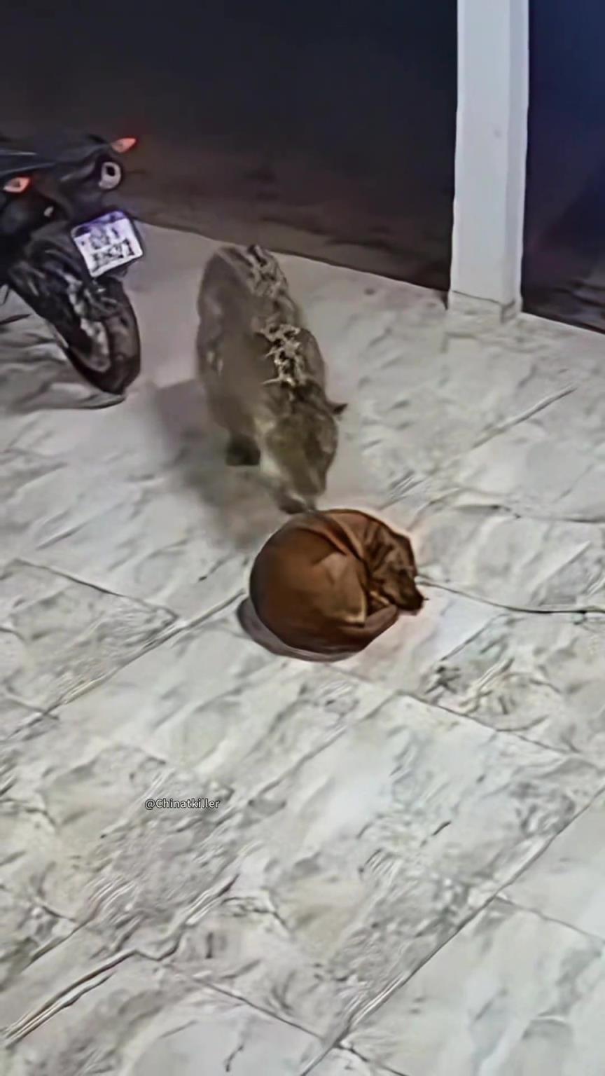 狗都不能感觉到危险在靠近吗？