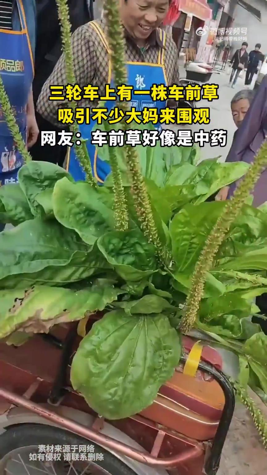 三輪車上有一株車前草，吸引不少大媽來圍觀