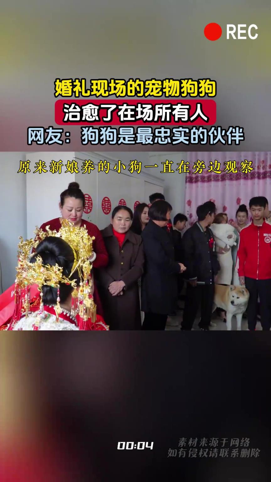 婚礼现场的宠物狗狗，治愈了在场所有人，网友：狗狗是忠实的伙伴