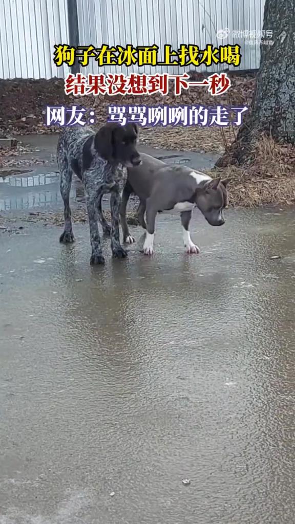 狗子在冰面上找水喝，結(jié)果沒(méi)想到下一秒