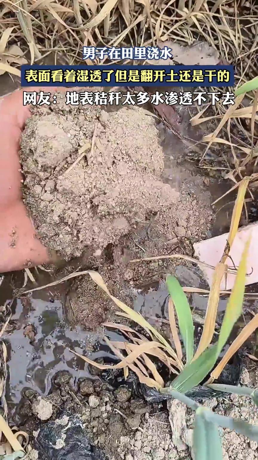 男子在田里浇水，表面看着湿透了但是翻开土还是干的