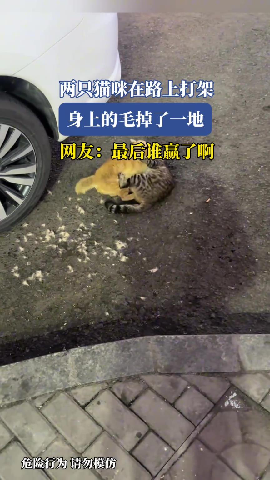 两只猫咪在路上打架，身上的毛掉了一地