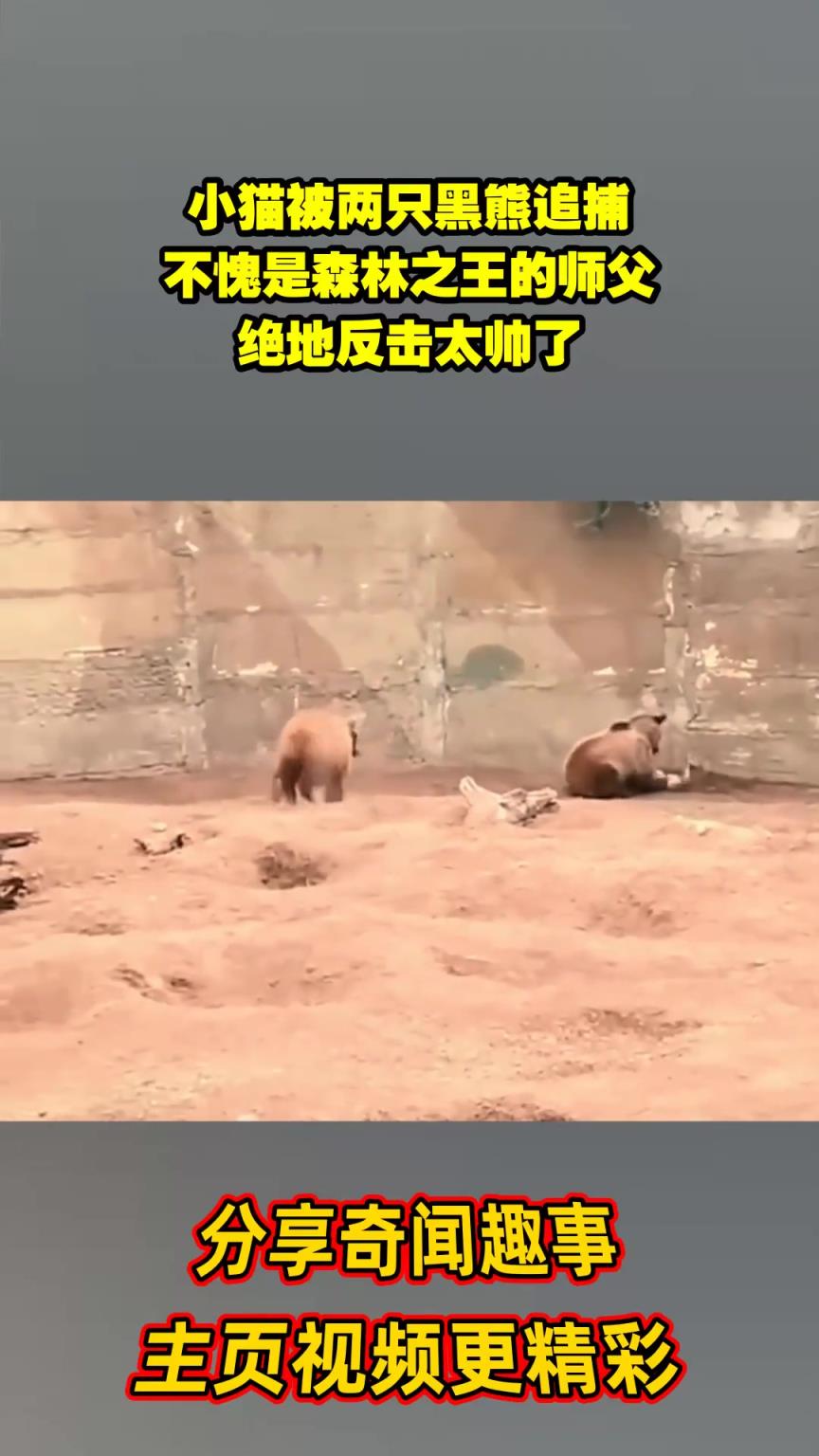 小猫被两只黑熊追捕，不愧是森林之王的师父，绝地反击太帅了