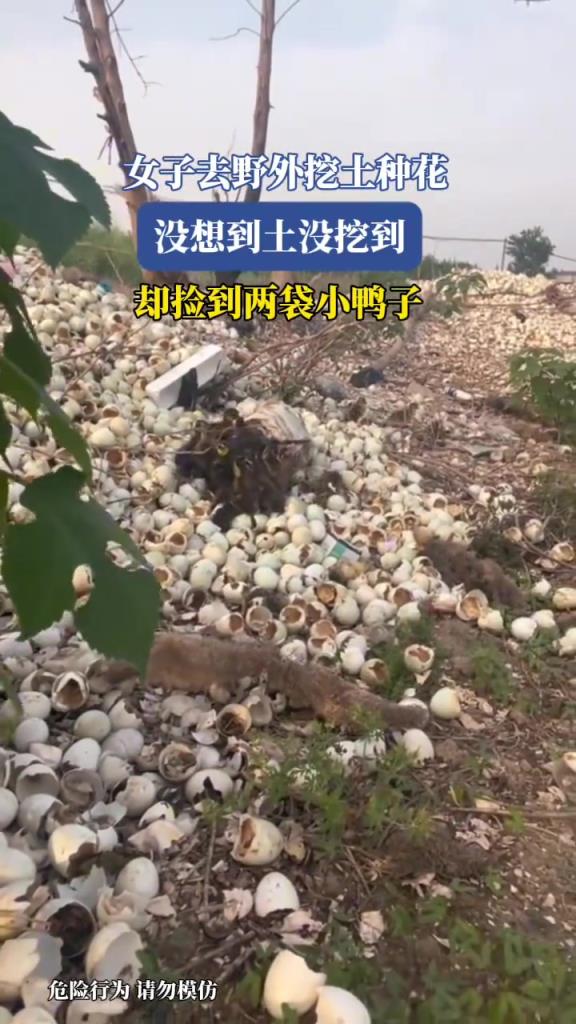 女子去野外挖土种花，没想到土没挖到，却捡到两袋小鸭子