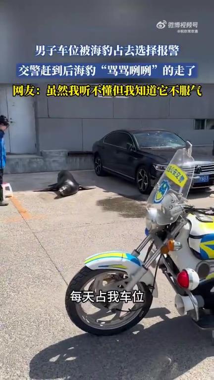 男子车位遭海豹占据报警，交警来后海豹“骂咧”离开