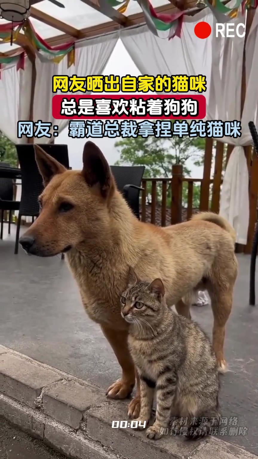 网友晒出自家的猫咪，喜欢粘着狗狗，网友：霸道总裁拿捏单纯猫咪