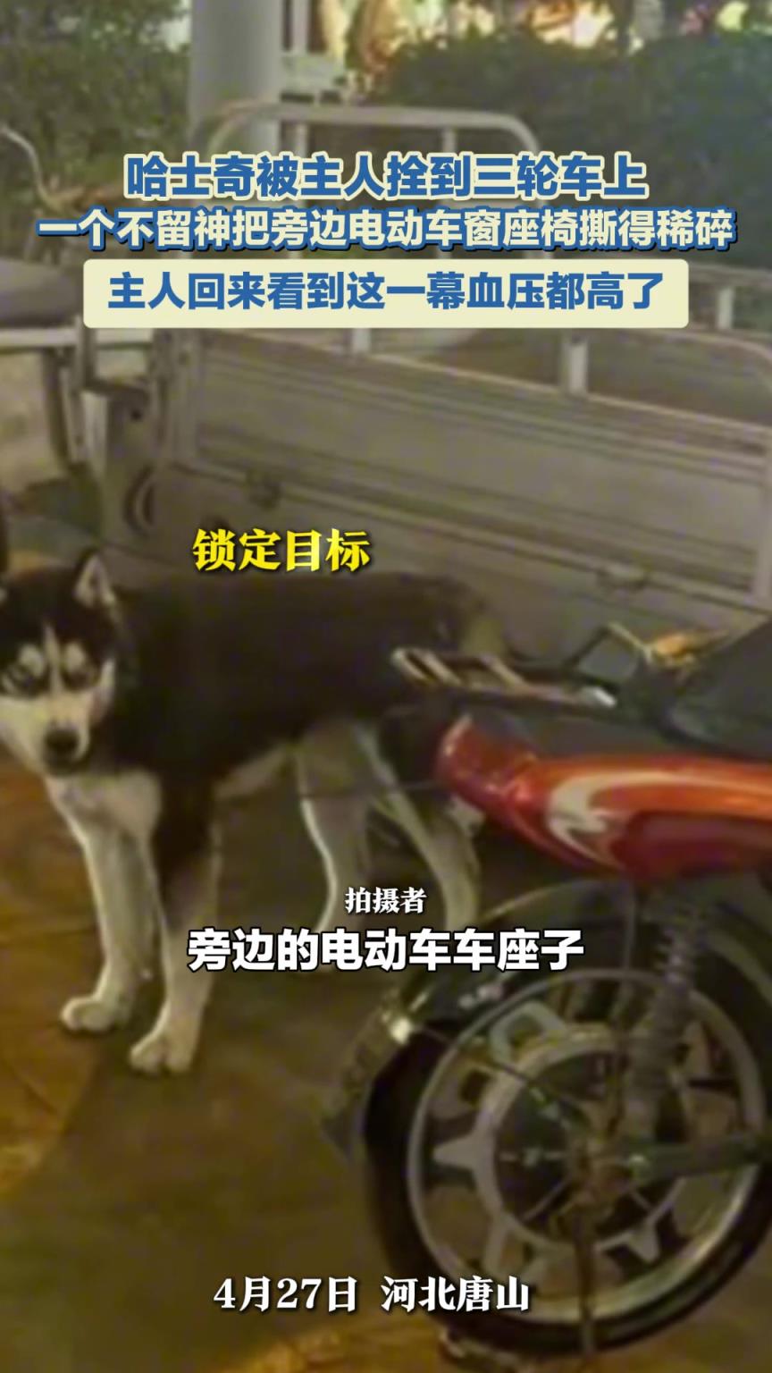哈士奇被主人拴到三輪車上，主人不在把旁邊電動(dòng)車窗座椅撕得稀碎