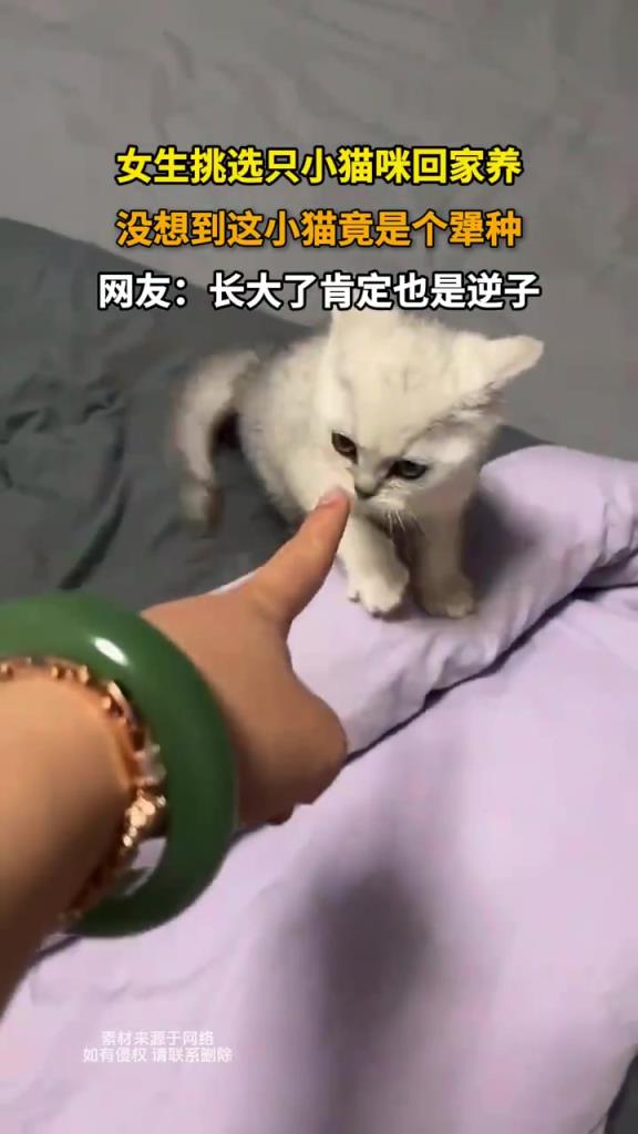 女生挑选只小猫咪回家养，没想到这小猫竟是个犟种！