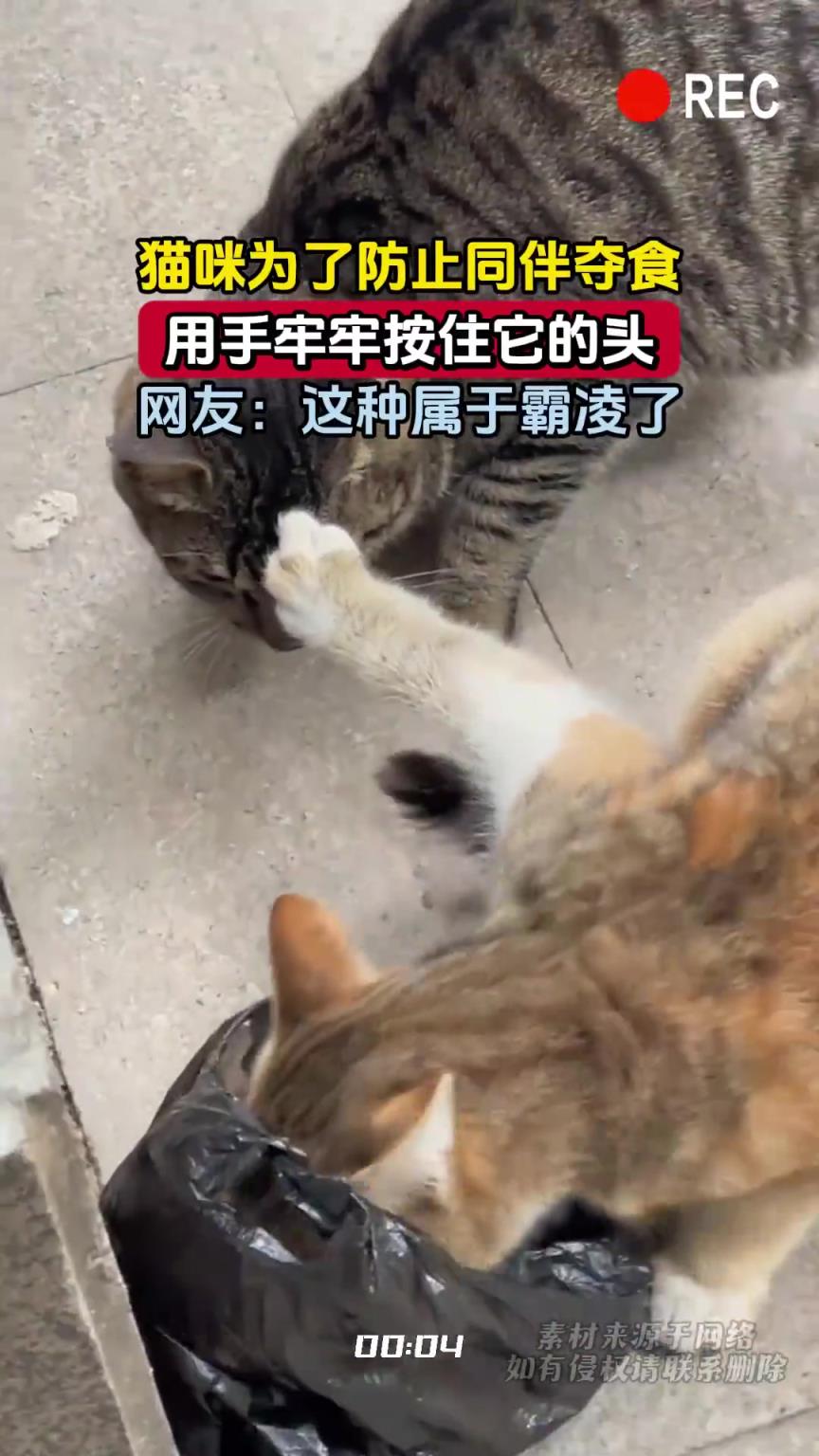 猫咪为了防止同伴夺食，用手牢牢按住它的头